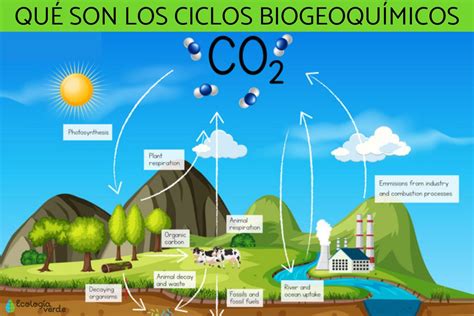 Abrasivo Infinito Peticionario Cuales Son Las Etapas Del Ciclo Del Carbono Ajuste Huella Deducir