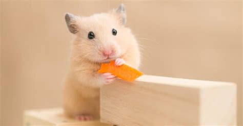 Syrian Hamster Animal Facts Mesocricetus Auratus A Z Animals