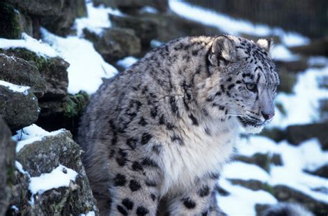 International Snow Leopard Day 2015 Stunning Never Before