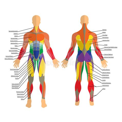 Muscles are groups of cells in the body that have the ability to contract and relax. Detailed Illustration Of Human Muscles. Exercise And Muscle Guide. Gym Training. Front And Rear ...