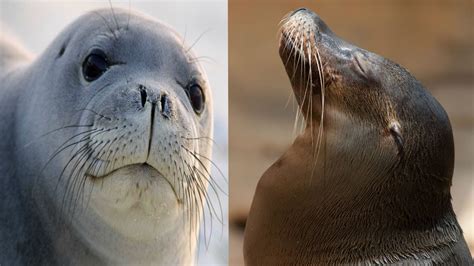 In seals, there are small holes near sleek heads. Seal & Sea Lion - The Differences - YouTube