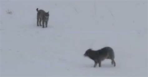 Wild Lynx And Wolf In Epic Standoff On Remote Snowy Mountainside