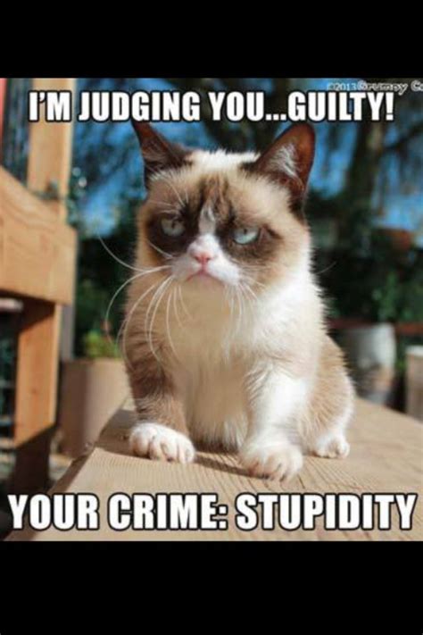 Where is imran khan with his standard mantra no one could be judge, jury and executioner at the sametime. Grumpy kitty | Grumpy cat humor, Cat jokes, Grumpy cat meme