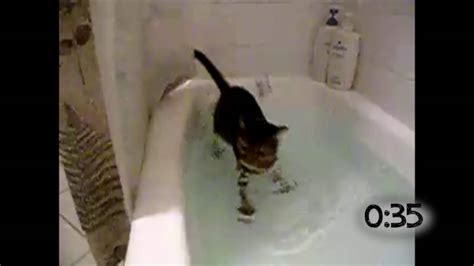 Cats Falling Into Bathtubs Youtube