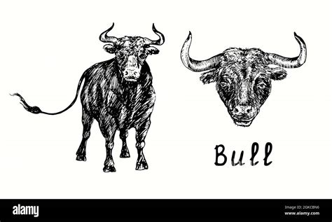 Hand Drawn Black Bull Collection Standing And Head Portrait Front