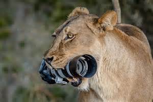 Funny Pics Show Lioness Snatch Photographers Camera