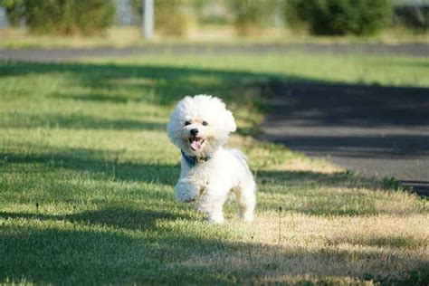 Hypoallergenic Dogs A Guide To The Best Breeds For Allergy Sufferers