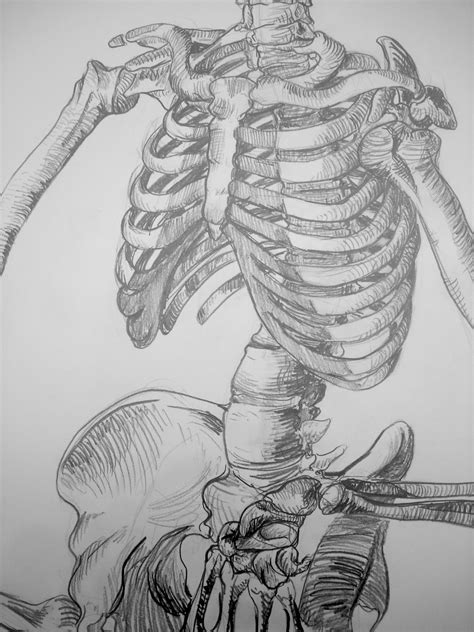 Amadole Sketch Blog Anatomy Drawings