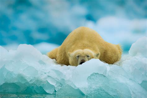 Nubbsgalore Adrift On An Iceberg In Norways Svalbard Polar Bear