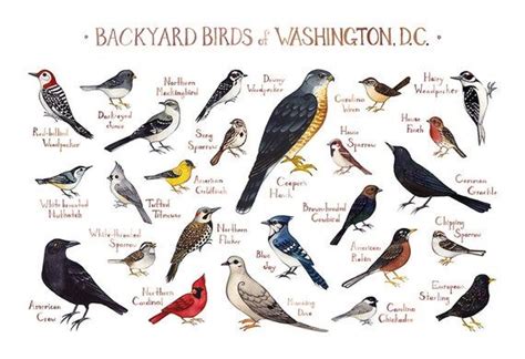 North Carolina Backyard Birds Field Guide Art Print Watercolor Painting