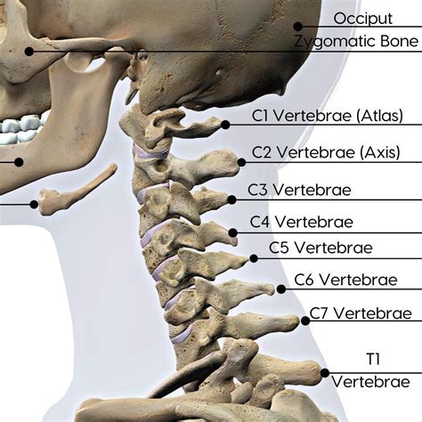 Cervical Spine Nerves And Functions Treatment With Chiropractic Care