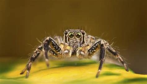 How To Identify Spiders With White Spots Sciencing