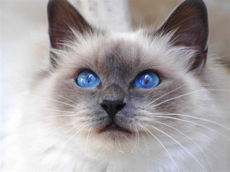 Birman Blue Eyed Cat Wallpaper Free Cat Downloads