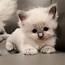 Purebred Ragdoll Kittens For Sale