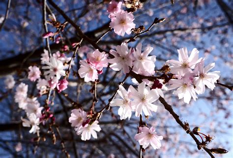 1280x800 Wallpaper Pink Sky White Blue Spring Flowers Flower