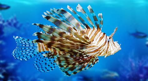 Lionfish Facts And Pictures