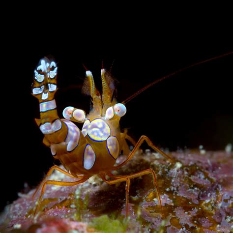 Out Of Season Sexy Shrimp Reef Cleaners