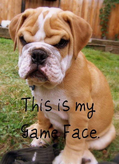 This Is My Game Face Tuesday Quotes Funny Funny Animal