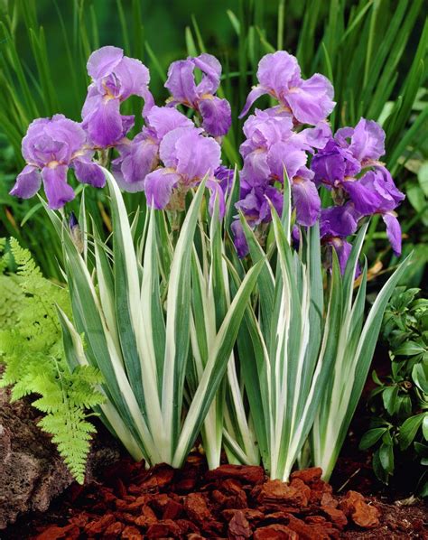 Iris Flor CaracterÍsticas Significado Cultivo Y Cuidado