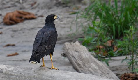 Great Black Hawk Nature Travel Birding