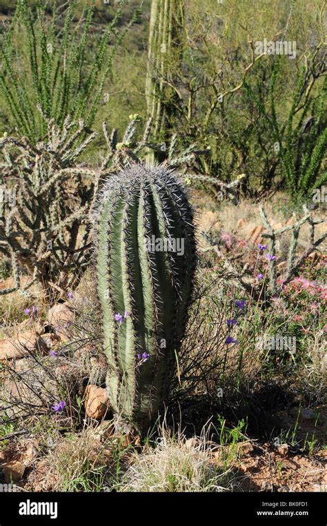 Un Jeune Saguaro Cactus Carnegiea Gigantea Entouré De Fleurs