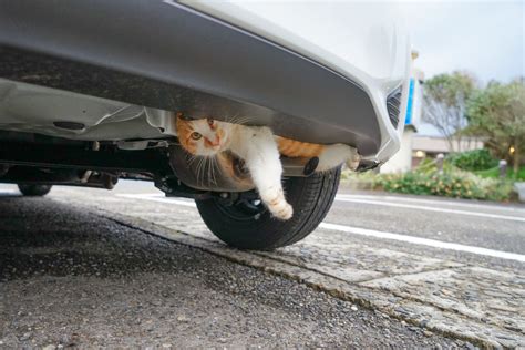 車の猫対策はどのようにすべき？足跡やマーキングなど、猫対策について解説します ダックス Glassstyleグラススタイル 公式サイト