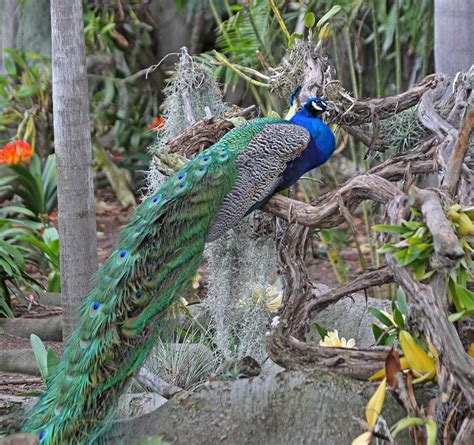 Pictures And Information On Indian Peafowl