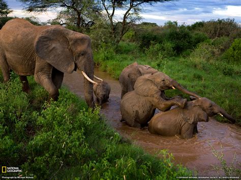 Beautiful African Animals Safaris Wildlife Of Africa