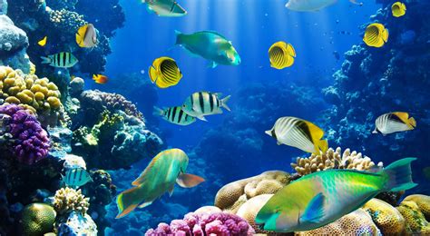 Tropical Fish Backgrounds ·① Wallpapertag