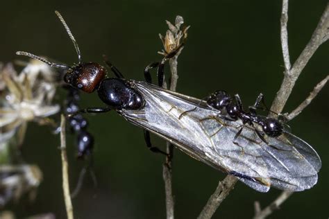 Are Those Flying Ants Or Termites Ant Control And Termite Extermination