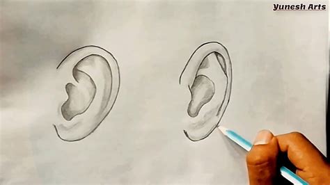 How To Draw Ears Side View And Front View Youtube