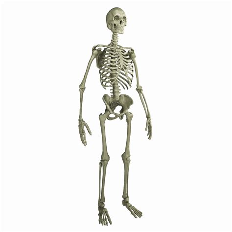 Esqueleto Humano Modelo 3d 199 Max Xsi Obj Ma Fbx C4d Blend Lwo Free3d