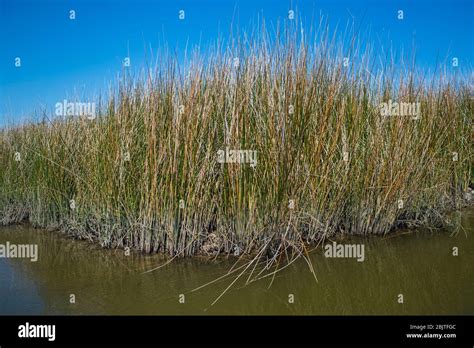 Florida Salt Marsh Gulf Coast Saltmarsh Rush Scenic Image Stock Photo