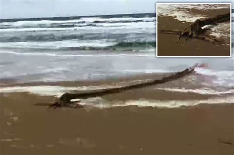 Alien Monster Washes Ashore On Netherlands Beach Terrifying Internet