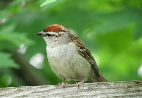 Chipping Sparrow Parenthood Travels With Birds