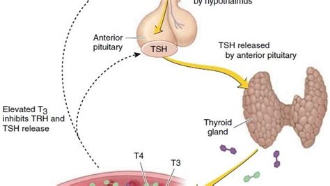 Thyroid Gland Hormones Science Online