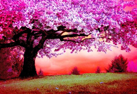 Beautiful Pink Tree Background Photos And Wallpapers