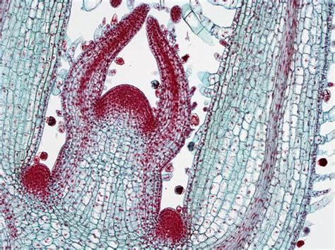 Coleus Shoot Tip Microscopic Images Botany Image