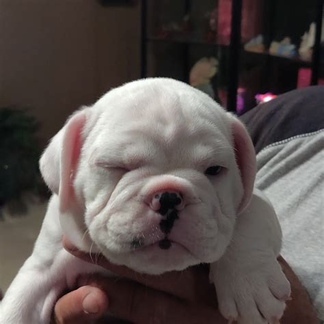 English Bulldog Puppies For Sale | Mary Esther, FL #298203