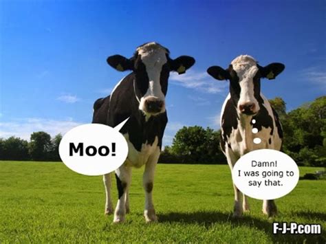 Funny Cow Quotes Quotesgram