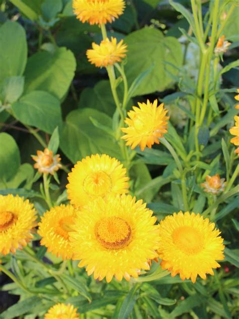 Best Yellow Annual Flowers for Your Garden | HGTV