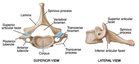 C Spine Anatomy Bony Landmark How To Relief