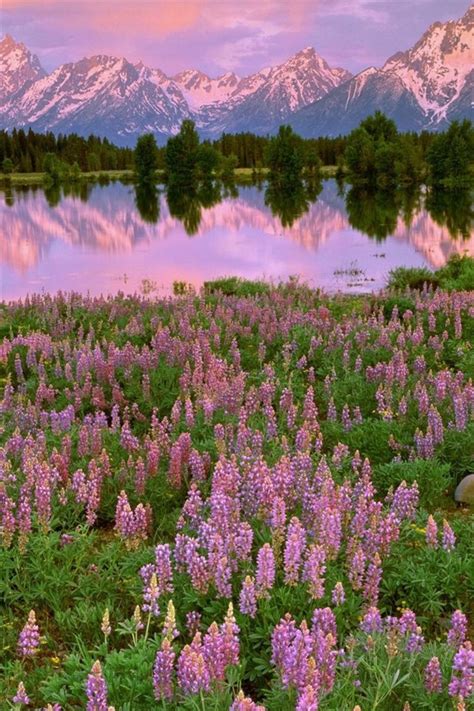 Wallpaper Mountains Lake Pink Flowers Meadow Fields Water