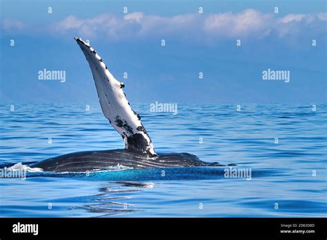 Beautiful Humpback Whale On Its Side Waving Its Pectoral Fin Stock