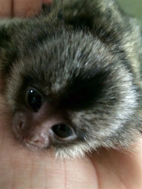 Baby Monkeys For Sale In Pennsylvania Peepsburgh