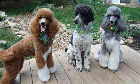 Full grown silver standard poodle. 404 - Page Not Found | Poodle puppy, Poodle dog, Parti poodle