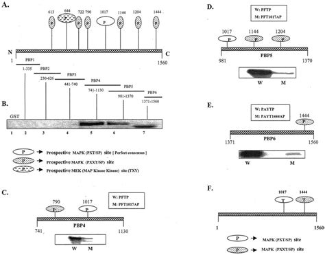 In Vitro Phosphopeptide Map Of PBP For MAPKs A Schematic Diagram Of