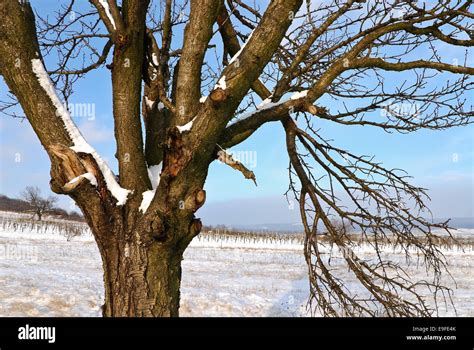 Cherry Tree In Winter High Resolution Stock Photography And Images Alamy