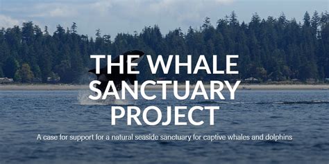 Case For Support The Whale Sanctuary Project Back To Nature