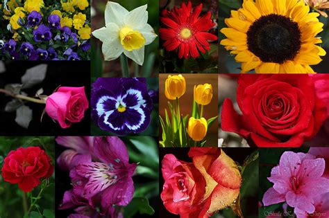 Vibrant Flower Collage Photograph By Sheila Kay Mcintyre Fine Art America